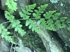 Cystopteris tennesseensis