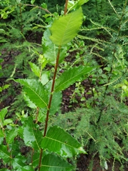Salix taraikensis