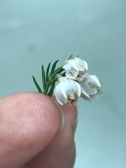 Erica triflora