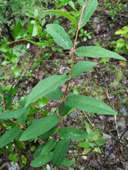 Lonicera caerulea edulis