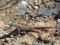 Acanthodactylus erythrurus