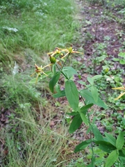 Hypericum ascyron gebleri
