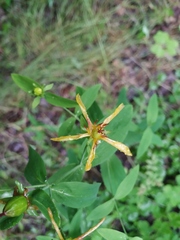 Hypericum ascyron gebleri