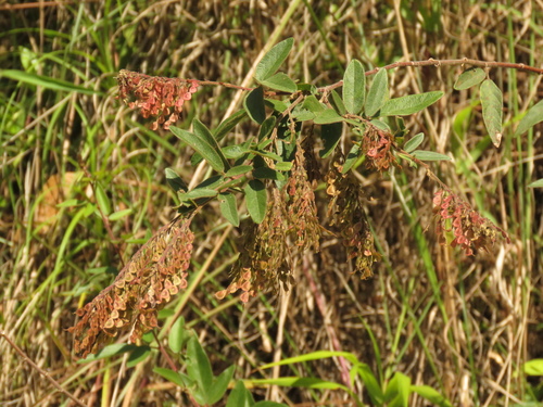 Desmodium cajanifolium observed 2019-07-11