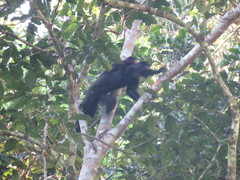 Chiropotes albinasus