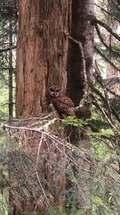 Strix occidentalis caurina