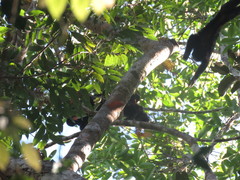 Chiropotes albinasus