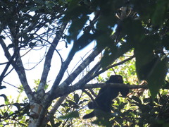 Chiropotes albinasus