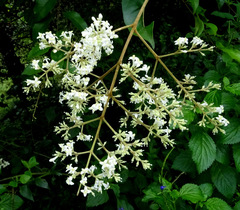 Ligustrum robustum perrottetii