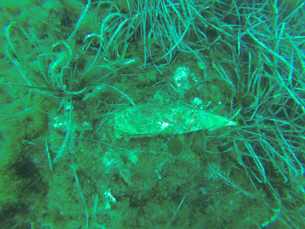 Noble pen shell in Alpes-Maritimes, Provence-Alpes-Côte d'Azur, FR, iNaturalist research-grade observation