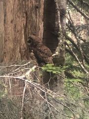 Strix occidentalis caurina