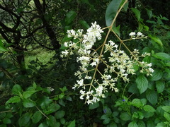 Ligustrum robustum perrottetii