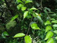 Ligustrum robustum perrottetii