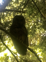 Strix occidentalis caurina