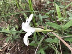 Mandevilla hypoleuca
