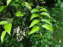 Ligustrum robustum perrottetii