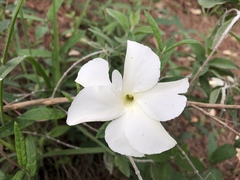 Mandevilla hypoleuca