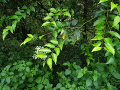 Ligustrum robustum perrottetii