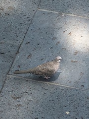 Columbina inca