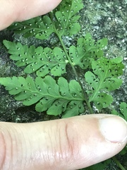 Cystopteris tennesseensis