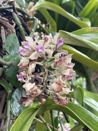 Rhynchostylis gigantea, 2025-02-25