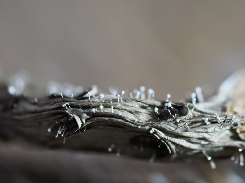 Representative image of Agaricostilbaceae