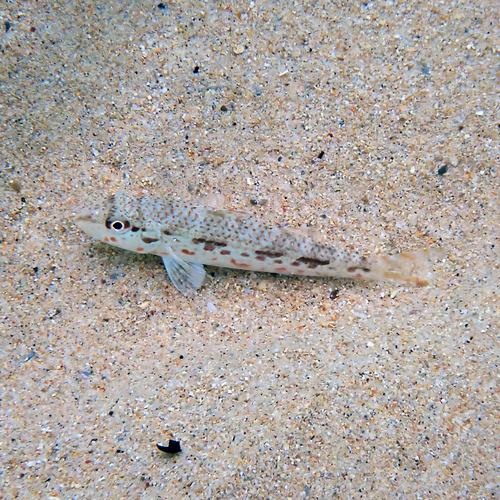 Francis' goatfish (Upeneus francisi) — Mullidae — 5