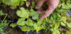 Ozomelis stauropetala