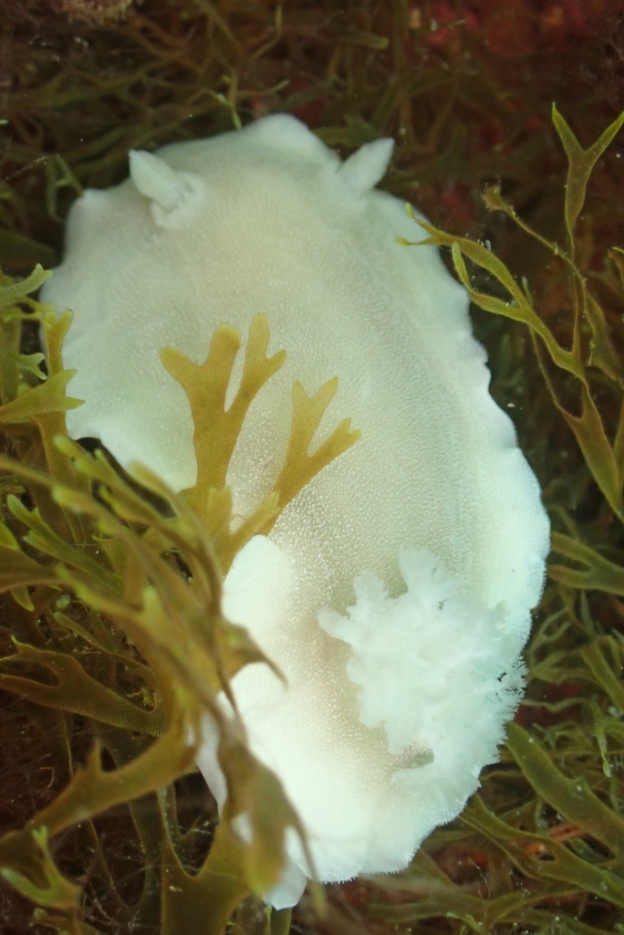 Dotted Bristle Sea Slug