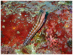 Blackstriped Combtooth Blenny photo 2