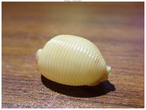 Cypraea childreni observed 2025-02-23