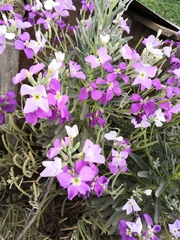 Matthiola incana
