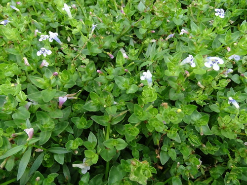 Lindernia rotundifolia