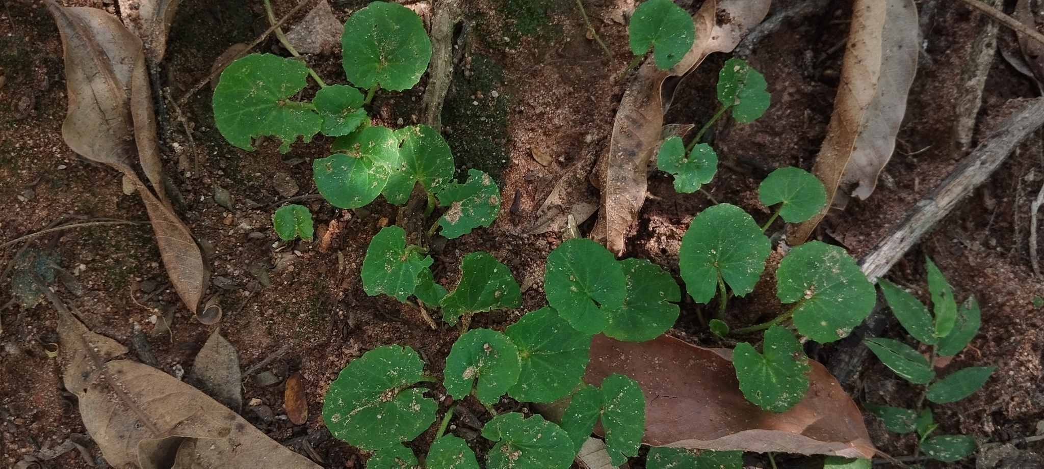Centella asiatica