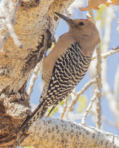 Gila Woodpecker