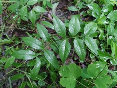 Vicia venosa baicalensis