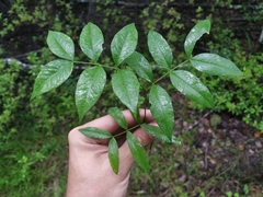 Vicia venosa baicalensis