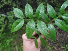 Vicia venosa baicalensis