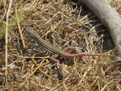 Acanthodactylus erythrurus