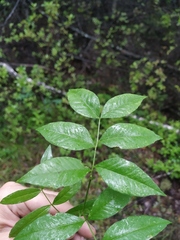 Vicia venosa baicalensis