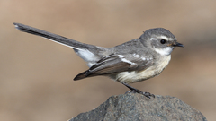 Rhipidura phasiana