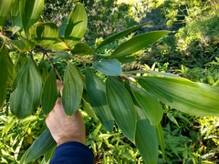 Acacia mangium image