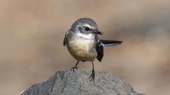 Rhipidura phasiana