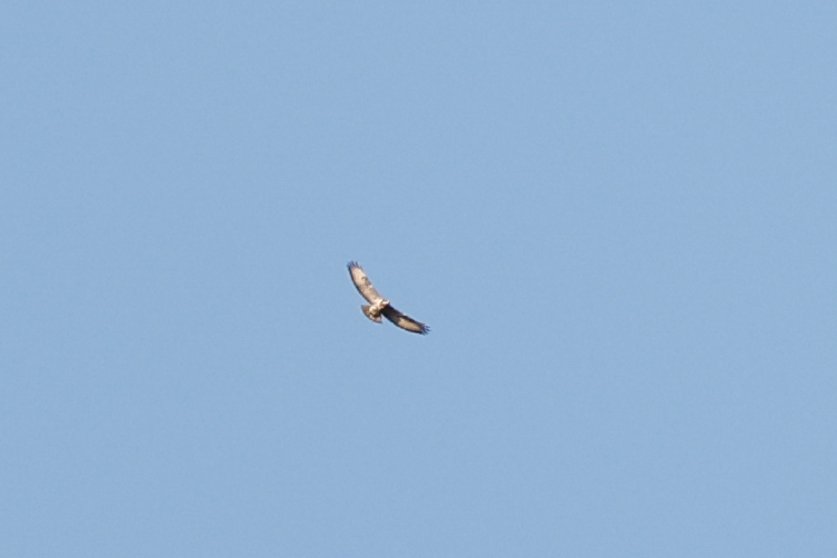 Mountain Buzzard (Buteo oreophilus), photo 5