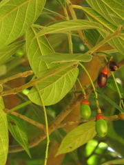 Nectandra