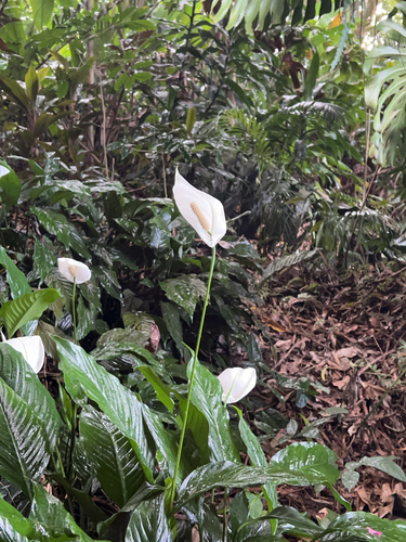 Spathiphyllum wallisii observed 2025-02-23