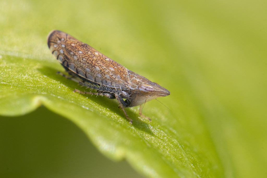 Sharp-nosed Leafhopper