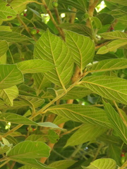 Nectandra