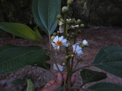 Miconia volcanalis