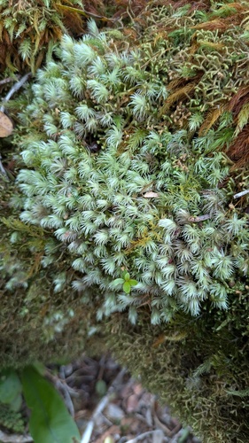 Leucobryum seemannii observed 2025-02-13